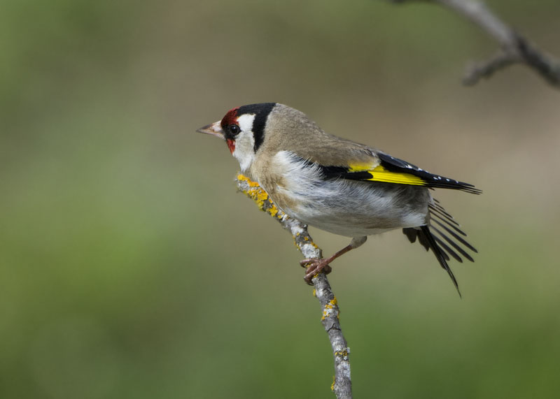 Cardellino - Carduelis carduelis